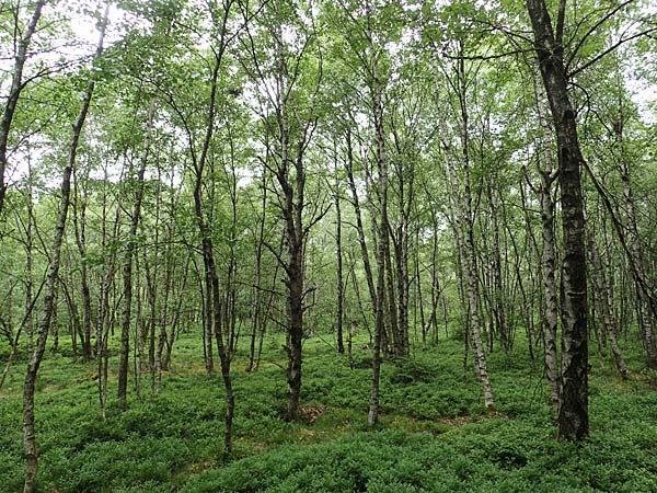 Betula carpatica \ Karpaten-Birke / Carpathian Birch, D Rh&ouml;n, Rotes Moor 21.6.2023
