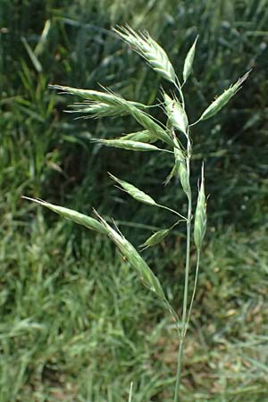 Bromus commutatus \ Wiesen-Trespe, Verwechselte Trespe / Meadow Brome, D Weinheim an der Bergstra&szlig;e 3.6.2025