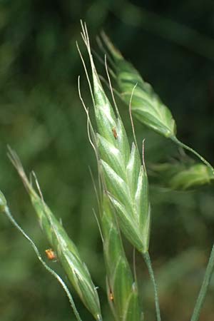 Bromus commutatus \ Wiesen-Trespe, Verwechselte Trespe / Meadow Brome, D Weinheim an der Bergstra&szlig;e 3.6.2025