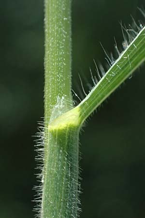 Bromus commutatus \ Wiesen-Trespe, Verwechselte Trespe / Meadow Brome, D Weinheim an der Bergstra&szlig;e 3.6.2025