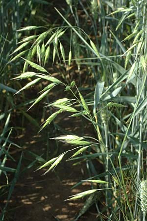 Bromus commutatus \ Wiesen-Trespe, Verwechselte Trespe / Meadow Brome, D Weinheim an der Bergstra&szlig;e 3.6.2025