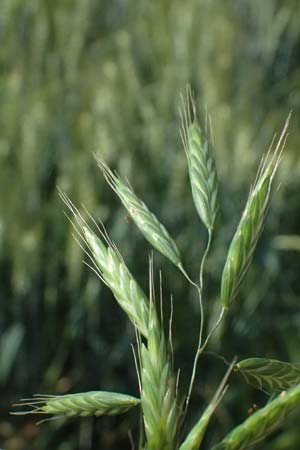 Bromus commutatus \ Wiesen-Trespe, Verwechselte Trespe / Meadow Brome, D Weinheim an der Bergstra&szlig;e 3.6.2025