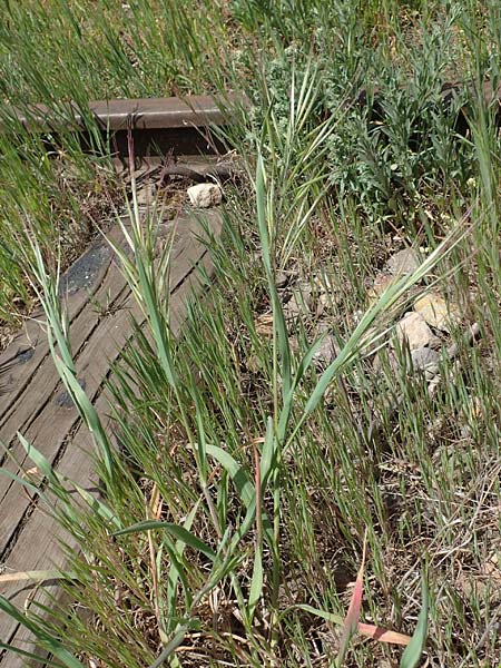 Bromus diandrus \ Gro��hrige Trespe / Great Brome, D Mannheim 5.5.2019