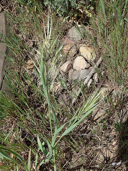 Bromus diandrus, Großährige Trespe Bromus diandrus, Großährige Trespe