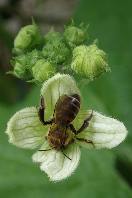 Bryonia dioica \ Rotfr�chtige Zaunr�be / Red-Berried Bryony, D Rauenberg 14.5.2023
