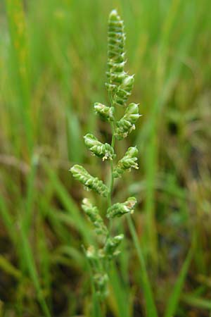 Beckmannia eruciformis \ Westsibirisches Doppel�hren-Gras / European Slough Grass, D Botan. Gar.  Universit.  Mainz 13.9.2008