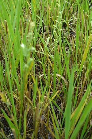 Beckmannia eruciformis \ Westsibirisches Doppel�hren-Gras / European Slough Grass, D Botan. Gar.  Universit.  Mainz 13.9.2008