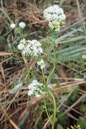 Berula erecta \ Aufrechte Bach-Berle, Aufrechter Merk / Lesser Water Parsnip, D Allensbach 3.9.2016