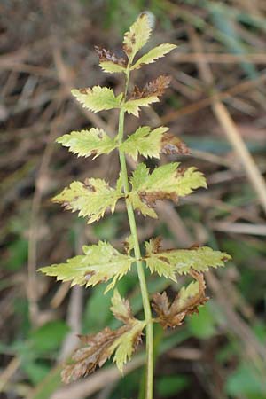 Berula erecta \ Aufrechte Bach-Berle, Aufrechter Merk / Lesser Water Parsnip, D Allensbach 3.9.2016
