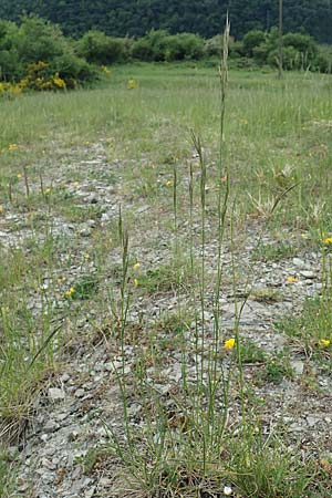 Bromus erectus \ Aufrechte Trespe, Berg-Trespe / Erect Brome, D Lorch am Rhein 9.5.2018