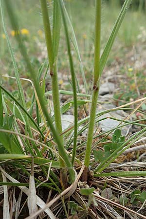 Bromus erectus \ Aufrechte Trespe, Berg-Trespe / Erect Brome, D Lorch am Rhein 9.5.2018