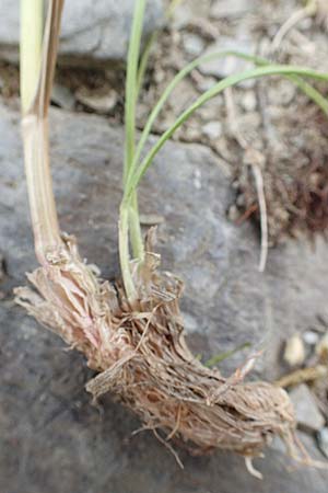 Bromus erectus \ Aufrechte Trespe, Berg-Trespe / Erect Brome, D Lorch am Rhein 9.5.2018