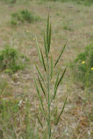 Bromus erectus \ Aufrechte Trespe, Berg-Trespe / Erect Brome, D Lorch am Rhein 9.5.2018