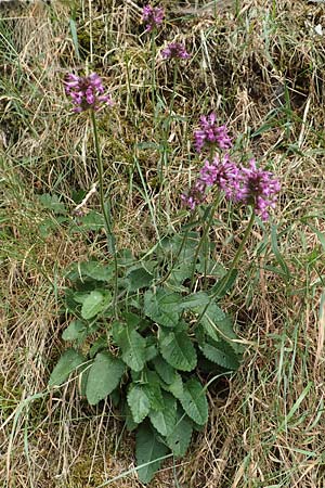 Betonica officinalis \ Echte Betonie, Heil-Ziest / Betony, D Eifel, Dreiborn 9.7.2018