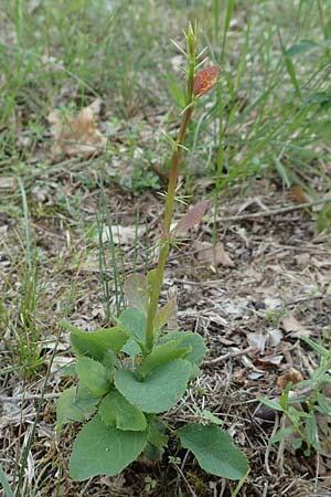 Berberis vulgaris \ Berberitze, Sauerdorn / Barberry, D Gri&szlig;heim 18.6.2019