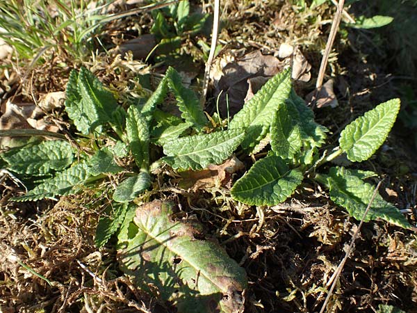 Betonica officinalis \ Echte Betonie, Heil-Ziest / Betony, D Odenwald, Rimbach 10.4.2020