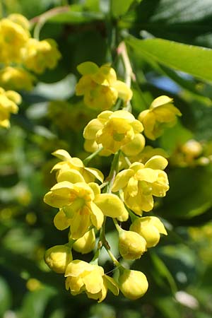 Berberis vulgaris \ Berberitze, Sauerdorn / Barberry, D Gr&uuml;nstadt-Asselheim 26.4.2020