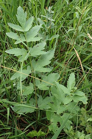 Berula erecta, Aufrechte Bach-Berle, Aufrechter Merk