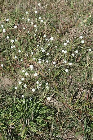 Berula erecta \ Aufrechte Bach-Berle, Aufrechter Merk / Lesser Water Parsnip, D Brandenburg, Havelaue-Strodehne 17.9.2020