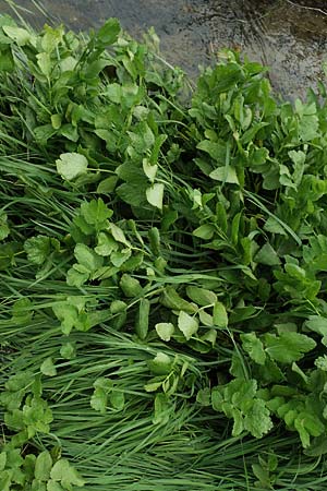 Berula erecta \ Aufrechte Bach-Berle, Aufrechter Merk / Lesser Water Parsnip, D Sachsen-Anhalt, S&uuml;lzetal-S&uuml;lldorf 27.9.2020