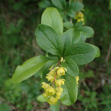 Berberis vulgaris \ Berberitze, Sauerdorn / Barberry, D Ketsch 20.5.2021