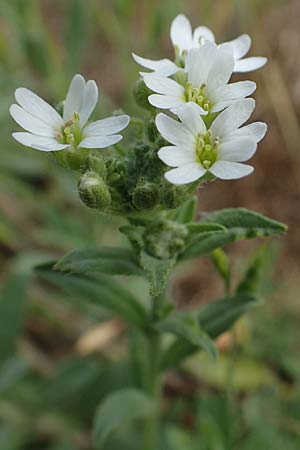 Berteroa incana \ Graukresse / Hoary Alyssum, D Hockenheim 8.6.2021