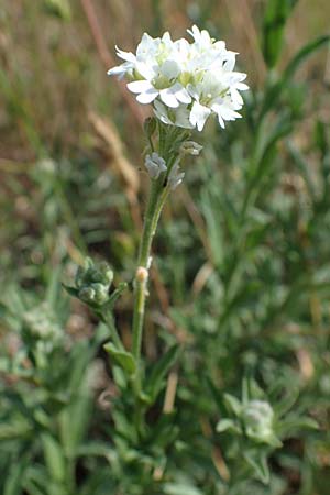 Berteroa incana, Hoary Alyssum