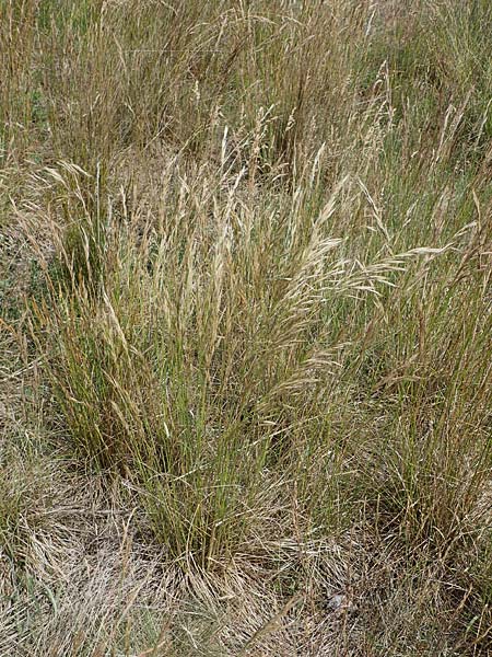 Bromus erectus, Aufrechte Trespe, Berg-Trespe