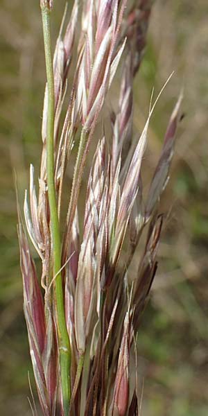 Bromus erectus \ Aufrechte Trespe, Berg-Trespe / Erect Brome, D Th&uuml;ringen, Bad Frankenhausen 8.6.2022