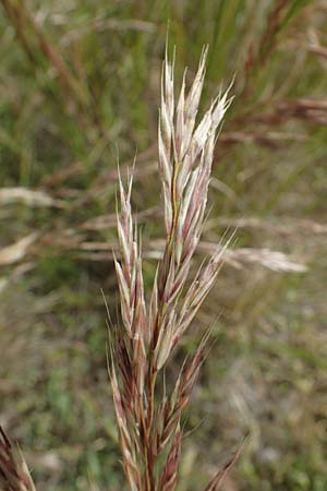 Bromus erectus, Aufrechte Trespe, Berg-Trespe