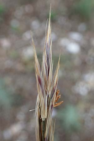 Bromus erectus \ Aufrechte Trespe, Berg-Trespe / Erect Brome, D Th&uuml;ringen, Bad Frankenhausen 8.6.2022