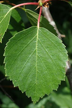 Betula carpatica \ Karpaten-Birke / Carpathian Birch, D Rh&ouml;n, Heidelstein 20.6.2023