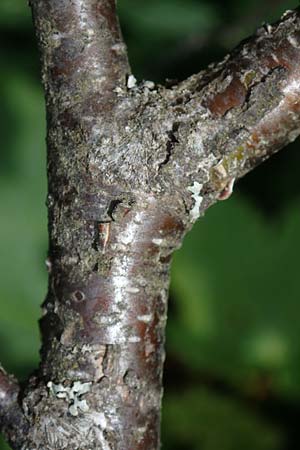 Betula carpatica \ Karpaten-Birke / Carpathian Birch, D Rh&ouml;n, Heidelstein 20.6.2023
