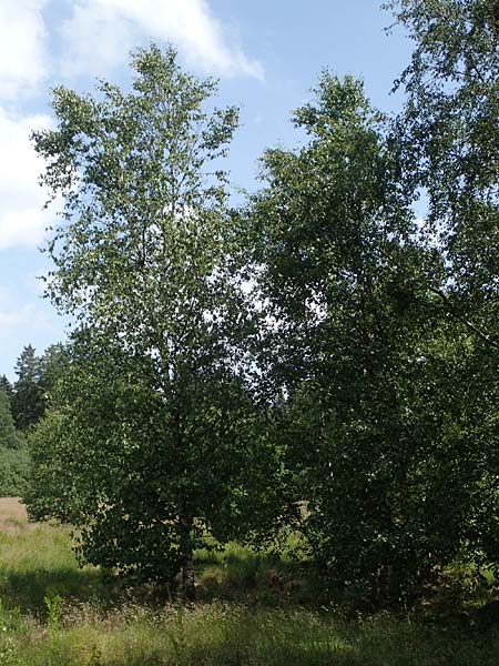 Betula carpatica \ Karpaten-Birke / Carpathian Birch, D Rh&ouml;n, Schwarzes Moor 20.6.2023