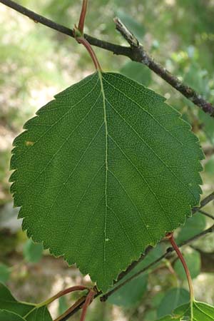Betula carpatica \ Karpaten-Birke / Carpathian Birch, D Rh&ouml;n, Schwarzes Moor 20.6.2023