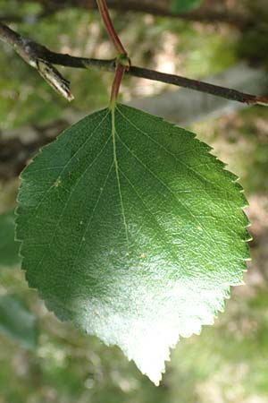 Betula carpatica \ Karpaten-Birke / Carpathian Birch, D Rh&ouml;n, Schwarzes Moor 20.6.2023