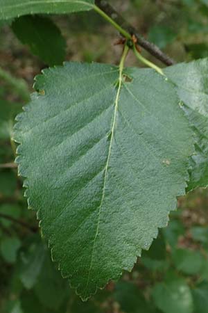 Betula carpatica \ Karpaten-Birke / Carpathian Birch, D Rh&ouml;n, Schwarzes Moor 20.6.2023