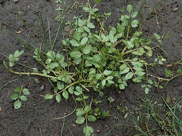 Berula erecta \ Aufrechte Bach-Berle, Aufrechter Merk / Lesser Water Parsnip, D Heusenstamm 4.5.2025