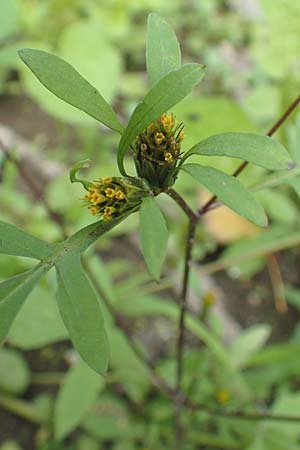 Bidens frondosa \ Schwarzfr�chtiger Zweizahn / Devil's Beggarticks, D Karlsruhe 3.10.2015