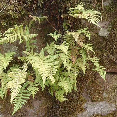 Phegopteris connectilis \ Buchen-Lappen-Farn / Beech Fern, D Schwarzwald/Black-Forest, Bad Rippoldsau 3.8.2016