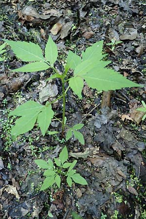 Bidens frondosa \ Schwarzfr�chtiger Zweizahn / Devil's Beggarticks, D Bienwaldm&uuml;hle 8.7.2017