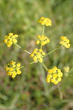 Bupleurum falcatum \ Langbl�ttriges Hasenohr, Sichelbl�ttriges Hasenohr / Sickle-Leaved Hare's Ear, D Buchen 19.8.2017