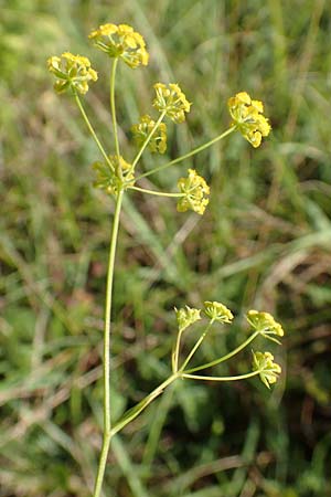 Bupleurum falcatum \ Langbl�ttriges Hasenohr, Sichelbl�ttriges Hasenohr / Sickle-Leaved Hare's Ear, D Buchen 19.8.2017