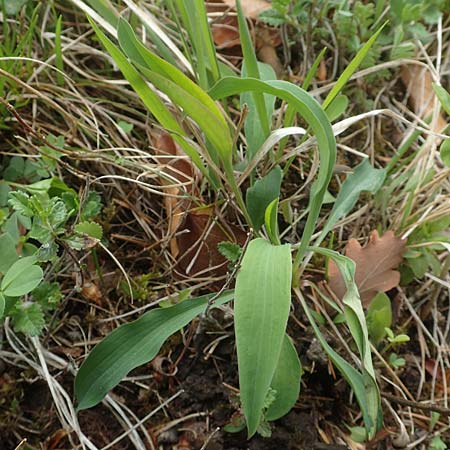 Bupleurum falcatum \ Langbl�ttriges Hasenohr, Sichelbl�ttriges Hasenohr / Sickle-Leaved Hare's Ear, D Waldshut-Tiengen 1.5.2019