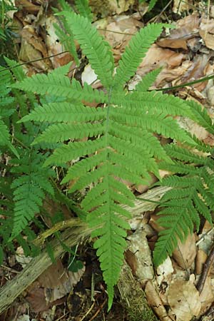 Phegopteris connectilis \ Buchen-Lappen-Farn / Beech Fern, D Odenwald, Weschnitz 24.6.2020