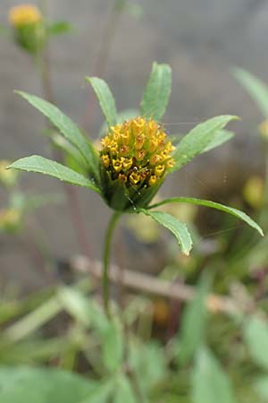 Bidens frondosa \ Schwarzfr�chtiger Zweizahn / Devil's Beggarticks, D Bochum 9.9.2020