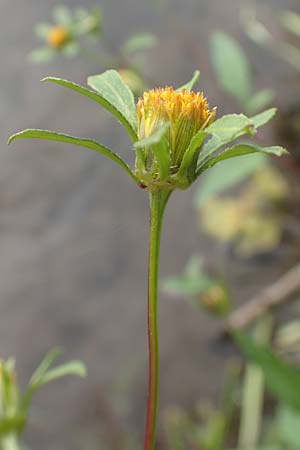 Bidens frondosa \ Schwarzfr�chtiger Zweizahn / Devil's Beggarticks, D Bochum 9.9.2020