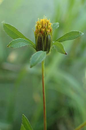 Bidens frondosa \ Schwarzfr�chtiger Zweizahn / Devil's Beggarticks, D Brandenburg, Havelaue-G&uuml;lpe 17.9.2020