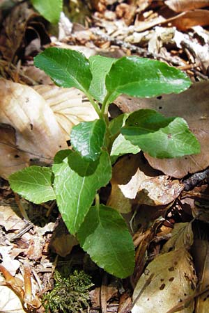 Orthilia secunda \ Birngr�n, Nickendes Wintergr�n / Serrated Winter Green, D Neresheim 10.7.2015