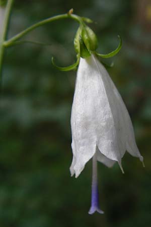 Adenophora liliifolia \ Lilienbl�ttrige Becherglocke, Wohlriechende Schellenblume / Common Ladybell, D Wallersdorf 25.7.2015